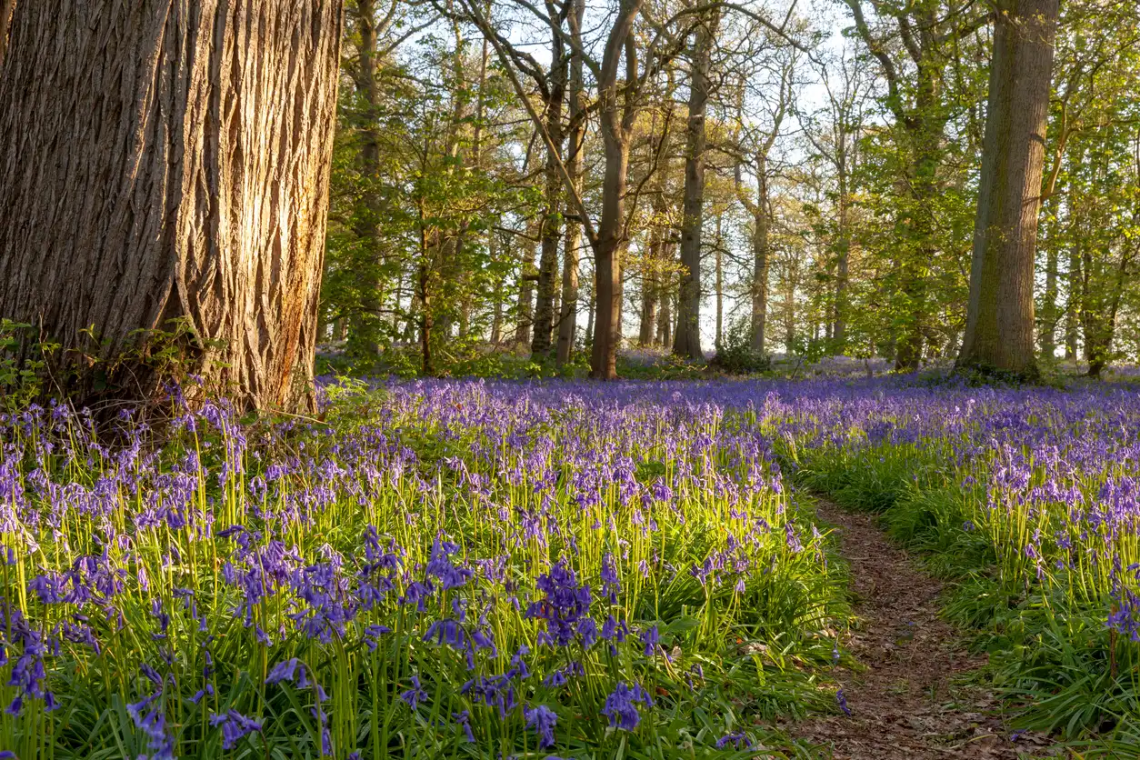 What is a Woodland Burial? - Complete Guide